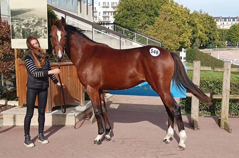 You are currently viewing Ozo Madrik, top price à 46 000 € d’une journée record