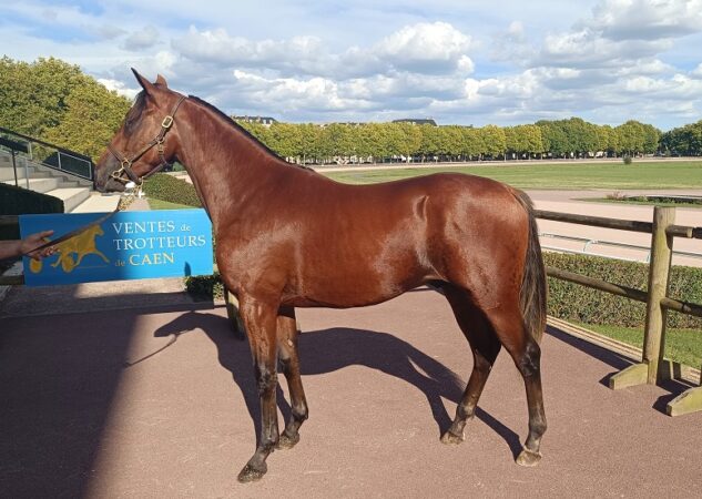 Onofrio top price de la journée d’ouverture à 26 000 €