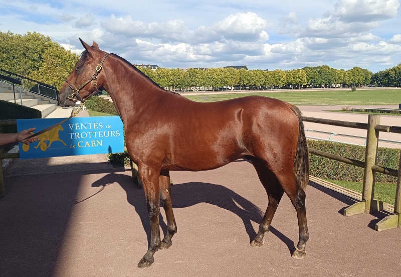 You are currently viewing Onofrio top price de la journée d’ouverture à 26 000 €