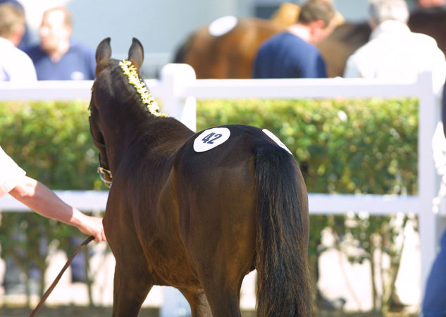Trois yearlings supplémentaires au catalogue