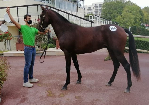 Deux top price et une activité toujours soutenue