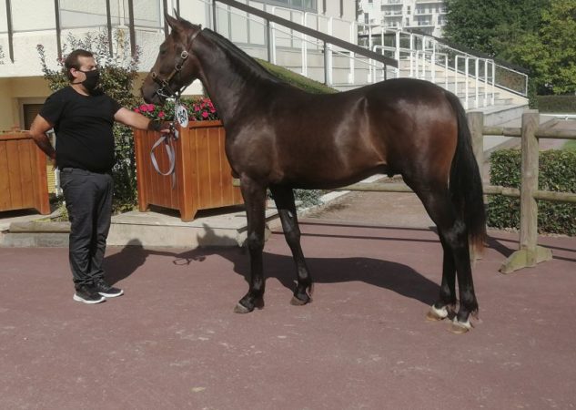 19 000 € pour Kaïd d’Eri, plus belle enchère du 3ème rendez-vous