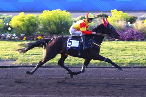 Ninja de l&rsquo;Envol brille dans le Prix Félicien Gauvreau