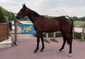 Lire la suite à propos de l’article Ouragan du Noyer, top price à 36 000 € de la dernière journée réservée aux yearlings
