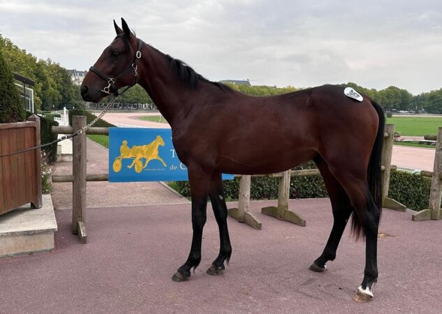 Ouragan du Noyer, top price à 36 000 € de la dernière journée réservée aux yearlings